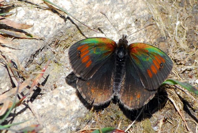 Erebia tyndarus